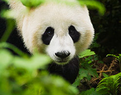 Panda China Tour