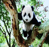 Panda China Tours-16 Days tour of Beijing,Chengdu,Tibet,Lhasa,Leshan,Dazu,Chongqing,Shanghai