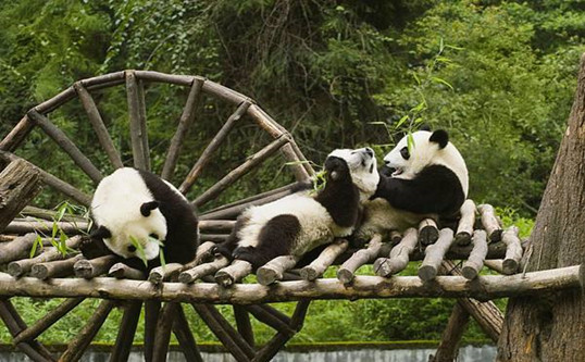 Panda China Tours-16 Days tour of Beijing,Chengdu,Tibet,Lhasa,Leshan,Dazu,Chongqing,Shanghai