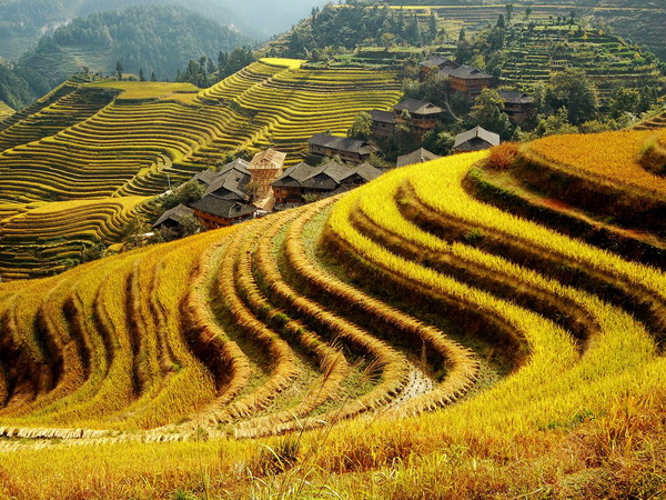 Dragon Backbone’s Rice Terraces