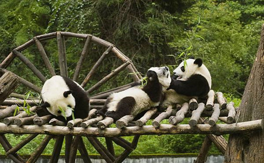 Chengdu Research Base of Giant Panda Breeding