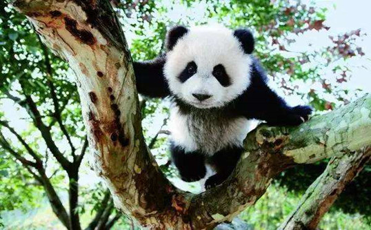 Family China Travel Tour to Panda Base - 10 Days - Beijing, Xian, Chengdu, Leshan, Beijing