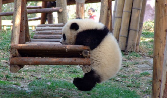 熊猫基地.jpg